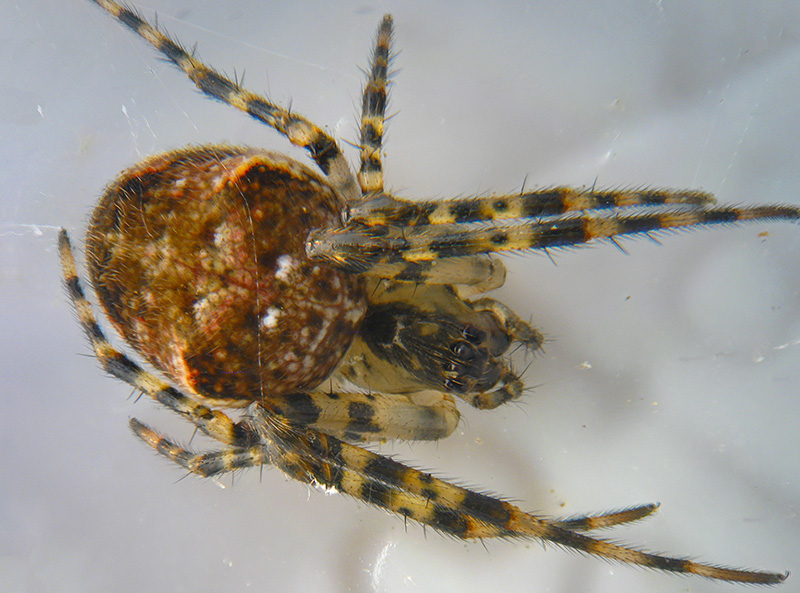 Araneus angulatus? No, Metellina sp.  - Albizzate (VA)